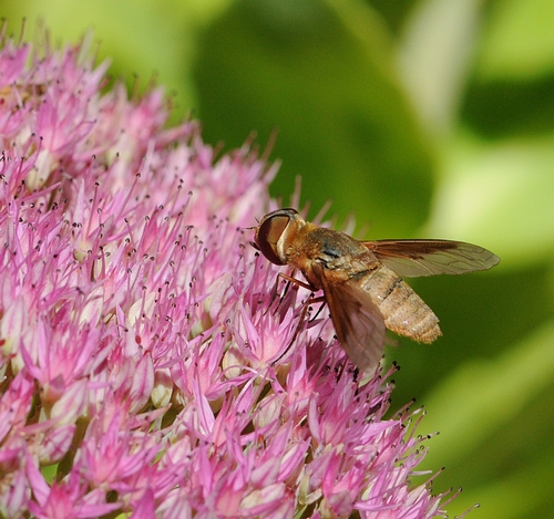 A BEE FLY nectars on sedum. (Photo by Kathy Keatley Garvey)