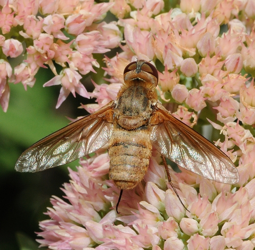 LARGE BODY of bee fly shows an equally large wing span. (Photo by Kathy Keatley Garvey)