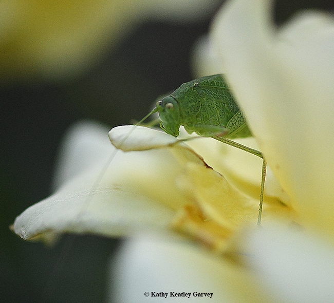 Who goes there? That would be a katydid peeking out between yellow rose petals. (Photo by Kathy Keatley Garvey)