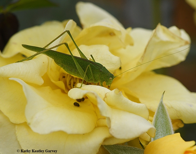 The green katydid cannot camouflage itself on a yellow rose. (Photo by Kathy Keatley Garvey)
