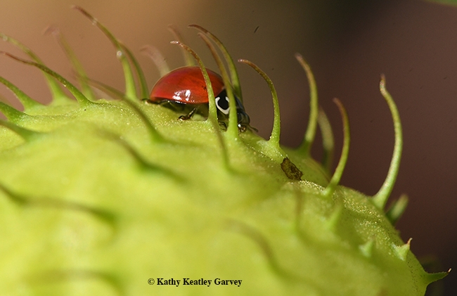 Peek-a-boo? Or peek-a-beetle? A lady beetle, resplendent in red, crawls through the spiky hairs of milkweed seed pods. (Photo by Kathy Keatley Garvey)