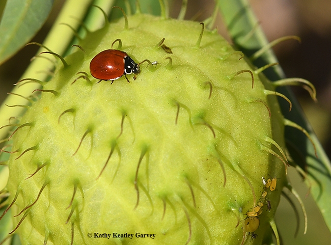 Hurry! A lady beetle snags aphids on a milkweed seed pod, while other aphids try to escape (far right). (Photo by Kathy Keatley Garvey)