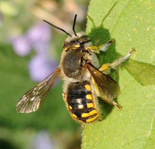 Carder Bee