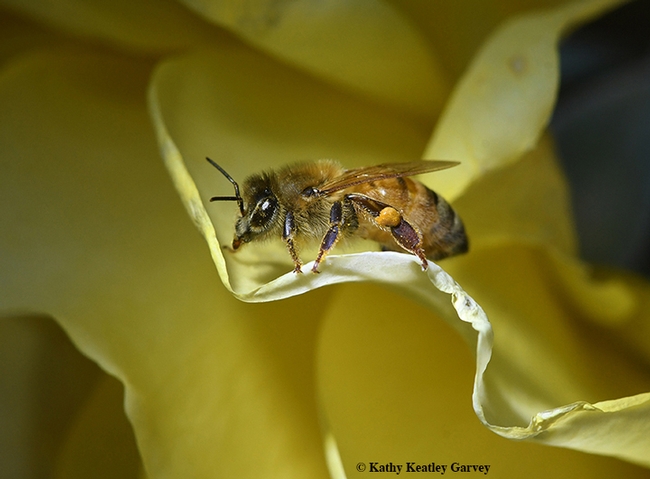 If fuse art with science through drawings, paintings, watercolors, photographs, sculptures, textiles, video, or mixed media, consider entering the Consilience of Art and Science Show at the Pence Gallery, Davis. Here a honey bee 