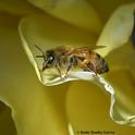 If fuse art with science through drawings, paintings, watercolors, photographs, sculptures, textiles, video, or mixed media, consider entering the Consilience of Art and Science Show at the Pence Gallery, Davis. Here a honey bee 