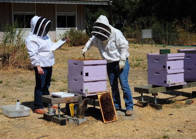Elina Lastro Niño (left) tests a prospective graduate of the California Master Beekeeper Program. (Photo by Kathy Keatley Garvey)