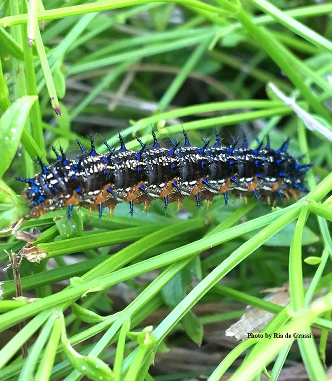 These are the caterpillars (larvae) of the Buckeye butterfly, Junonia coenia, that Ria de Grassi noticed on her firecracker plant. (Photo by Ria de Grassi)