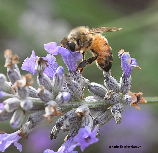 Peek-a-bee! Hi, it's just me, a honey bee foraging on lavender in mid-December in Vacaville, Calif. (Photo by Kathy Keatley Garvey)