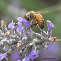 Peek-a-bee! Hi, it's just me, a honey bee foraging on lavender in mid-December in Vacaville, Calif. (Photo by Kathy Keatley Garvey)