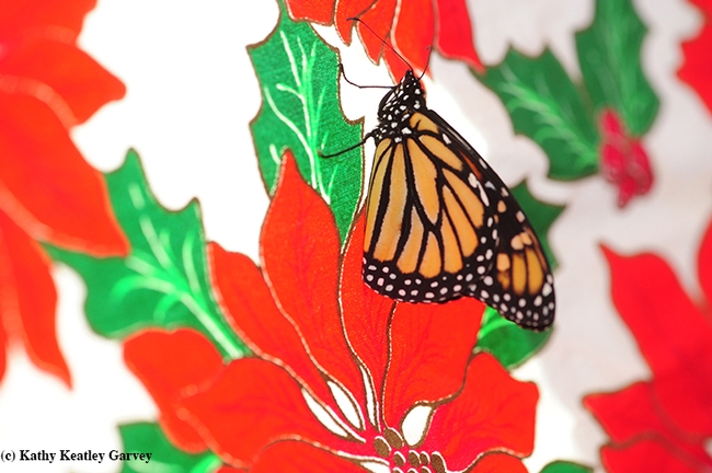 A newly eclosed butterfly is a special holiday greeting. (Photo by Kathy Keatley Garvey)
