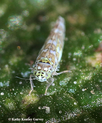 This leafhopper looks as if it has a personality! Image taken on verbena in Vacaville, Calif. (Photo by Kathy Keatley Garvey)
