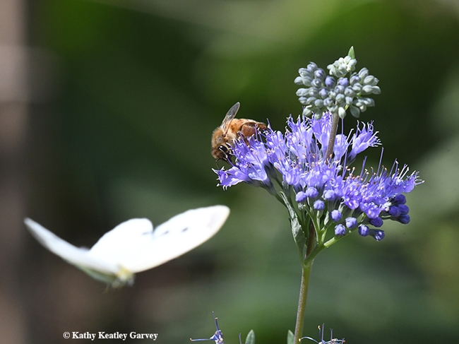 A cabbage white butterfly photobombs a honey bee on a bluebeard (Caryopteris x clandonensis). This image was taken in Vacaville, Calif. (Photo by Kathy Keatley Garvey)