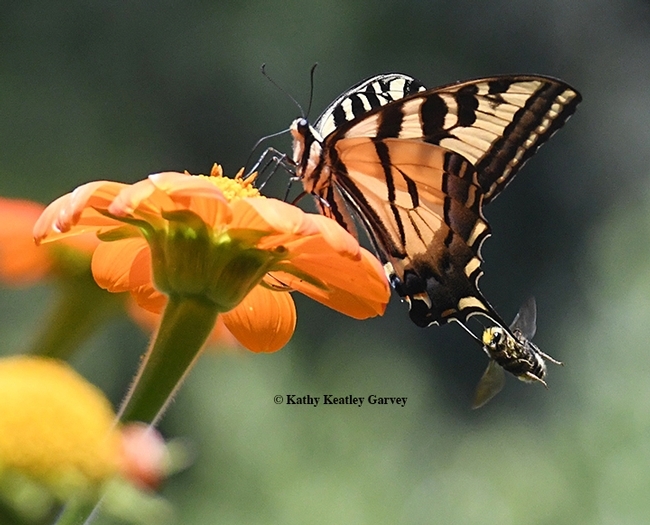 Have you ever seen a Melissodes agilis targeting a Western tiger swallowtail? A tiger by the tail? (Photo by Kathy Keatley Garvey)