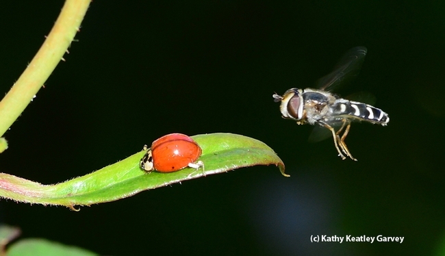 Have you ever seen a syrphid fly targeting a honeydew-laden lady beetle, aka ladybug, on a rose? This is an Asian lady beetle (Harmonia axyridis) and a syrphid fly, a Scaeva pyrastri, according to Martin Hauser of the California Department of Food and Agriculture. (Photo by Kathy Keatley Garvey)