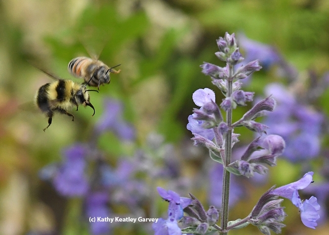 Have you ever seen a honey bee and bumble bee racing for the nectar on catmint (Nepeta)? The bumble bee is a Bombus melanopygus.(Photo by Kathy Keatley Garvey)