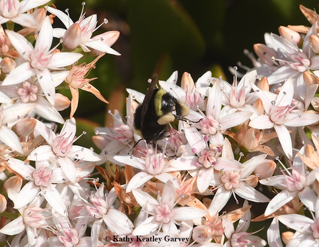Bottoms up! A yellow-faced bumble bee, Bombus vosnesenskii, dips  for nectar on a jade blossom in Benicia. (Photo by Kathy Keatley Garvey)
