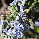 A yellow-faced bumble bees, Bombus vosnesenskii, nectaring on rosemary at the Benicia Marina on New Year's Day, 2018. Note the orange pollen, derived from another floral species, probably California golden poppies. (Photo by Kathy Keatley Garvey)