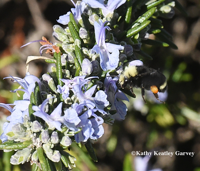 The yellow-faced bumble bee, Bombus vosnesenskii, heads for another rosemary blossom at the Benicia Marina. (Photo by Kathy Keatley Garvey)