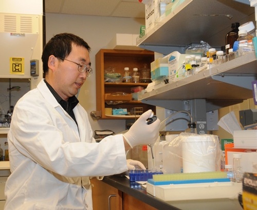 UC DAVIS bioanalytical chemist Jun-Yan Liu, the senior author of the paper, at work in the Hammock laboratory. (Photo by Kathy Keatley Garvey)