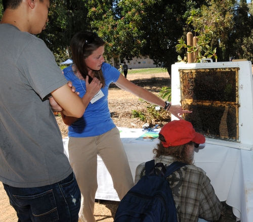 BEE VIRUS RESEARCHER Michelle Flenniken, the Häagen-Dazs postdoctoral scholar connected to UC Davis and UC San Francisco,  shows a bee observation hive to visitors. (Photo by Kathy Keatley Garvey)