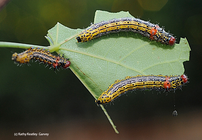 Redhumped caterpillars on a Western redbud tree in Vacaville, Calif. (Photo by Kathy Keatley Garvey)