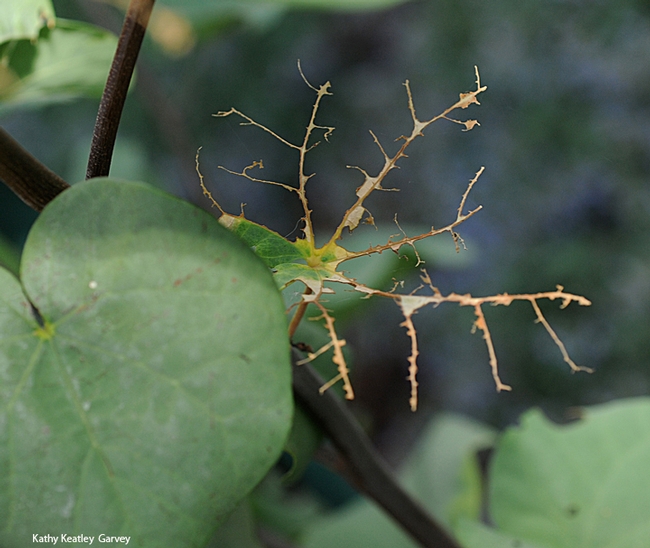 Skeltonized redbud leaf--damage done by a redhumped caterpillar. (Photo by Kathy Keatley Garvey)
