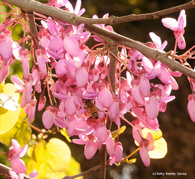 A honey bee nectaring on a Western redbud blooming in April. (Photo by Kathy Keatley Garvey)