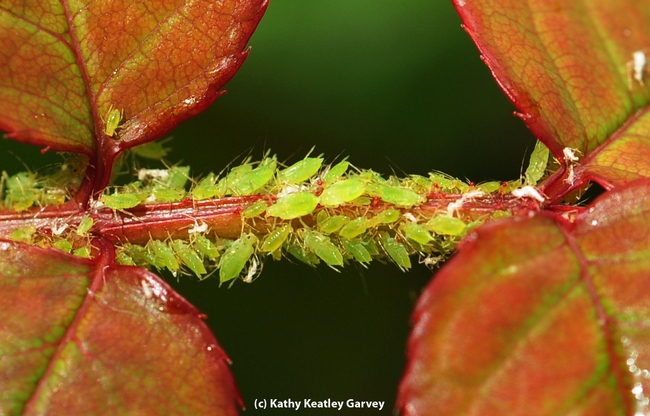 Entomologist Fiona Goggin of the University of Arkansas studies plant defenses. A UC Davis alumnus, she will return to the campus Jan. 17 to present a seminar. Here aphids suck out plant juices in a rose. (Photo by Kathy Keatley Garvey)