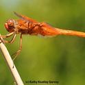 Like to draw or color dragonflies? You'll have the opportunity to do just that at the Bohart Museum of Entomology open house from 1 to 4 p.m., Sunday, Jan. 21. This is a flameskimmer dragonfly, Libellula saturata. (Photo by Kathy Keatley Garvey)