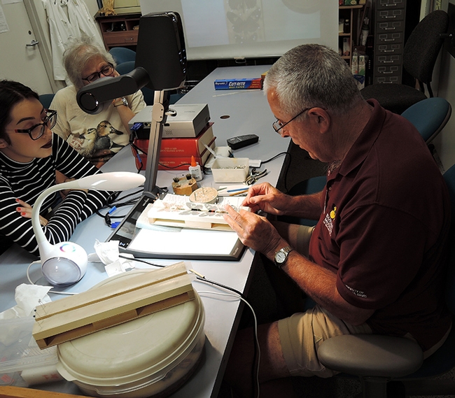 Entomologist Jeff Smith, who curates the butterfly/moth collection at the Bohart Museum, enjoys sharing knowledge about insects. (Photo by Kathy Keatley Garvey)
