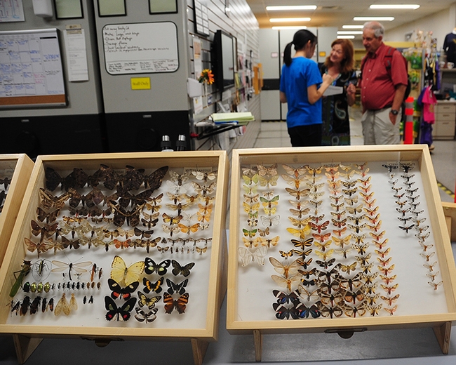 Part of the 500,000-specimen Lepidoptera at the Bohart Museum of Entomology.(Photo by Kathy Keatley Garvey)