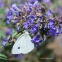 A cabbage white butterfly, Pieris rapae, nectaring on catmint last summer in Vacaville, Calif. (Photo by Kathy Keatley Garvey)
