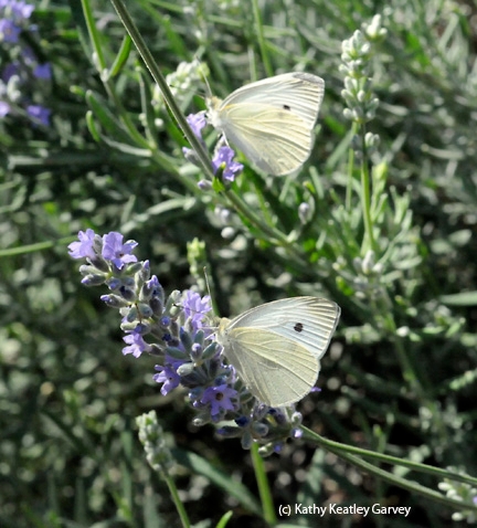 Are you looking for the first cabbage white butterfly of the year in the three-county area of Sacramento, Yolo and Solano? This photo was taken last summer in Solano (Vacaville). The butterflies are nectaring on catmint. (Photo by Kathy Keatley Garvey)