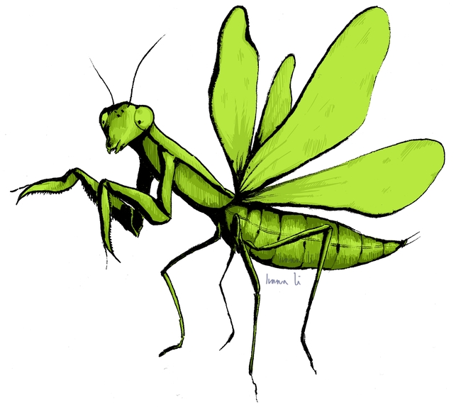 This stunning praying mantis illustration is the work of Ivana Li, UC Davis entomologist and artist. It  will be among the art displayed at the Bohart Museum of Entomology's open house on Jan. 21.