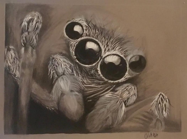 This breathtaking illustration of a jumping spider, in black and white charcoal, is the work of entomologist/artist Charlotte Herbert. She is seeking her doctorate in entomology from UC Davis.