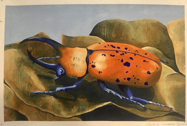 This is a Hercules beetle, Dynastes hercules, that entomologist/artist Charlotte Herbert created in oil paint (a complementary study of orange and blue, where she used only used orange, blue, black, and white to paint it). It will be displayed Jan. 21 at the Bohart Museum open house.