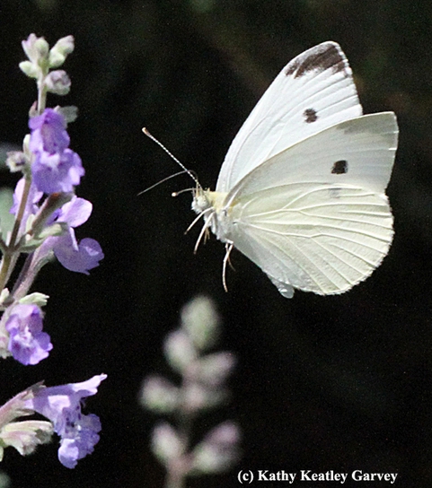 A summer cabbage white butterfly in flight. Image taken in Vacaville, Calif. (Photo by Kathy Keatley Garvey)