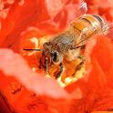 A honey bee pollinating a pomegranate blossom in Vacaville, Calif. (Photo by Kathy Keatley Garvey)