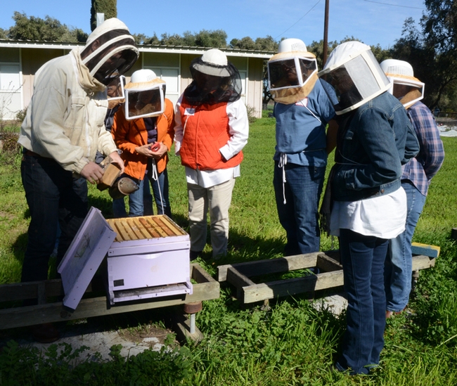 A bee class offered by the Elina Lastro Niño lab at the Harry H. Laidlaw Jr. Honey Bee Research Facility. (Photo by Kathy Keatley Garvey)