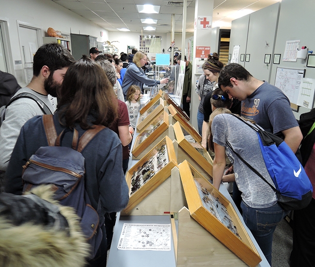 Thousands crowded into the Bohart Museum of Entomology last year for the Biodiversity Museum Day. This year's event takes place Feb. 17. The Bohart Museum will be open from 9 a.m. to 1 p.m. (Photo by Kathy Keatley Garvey)