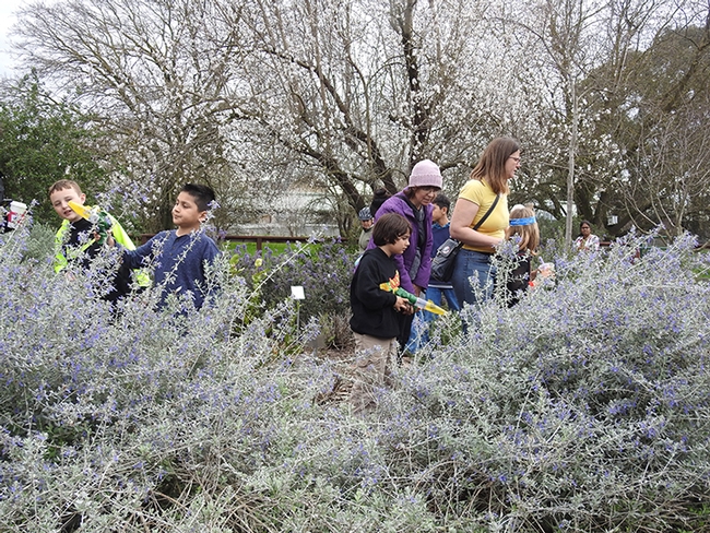 Visitors to the Häagen-Dazs Honey Bee Haven on Saturday, Feb. 17 will be invited to participate in an educational catch-and-release activity from noon to 4 p.m. They catch bees with a special device, examine them and then release them. (Photo by Kathy Keatley Garvey)