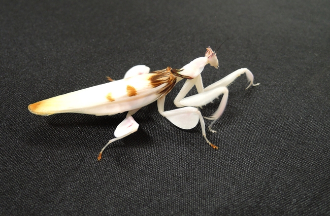This is a close-up of an orchid mantis, Hymenopus coronatus, on the move. It is part of the collection of UC Davis entomology student Lohitashwa “Lohit” Garikipati, secretary of the UC Davis Entomology Club. (Photo by Kathy Keatley Garvey)