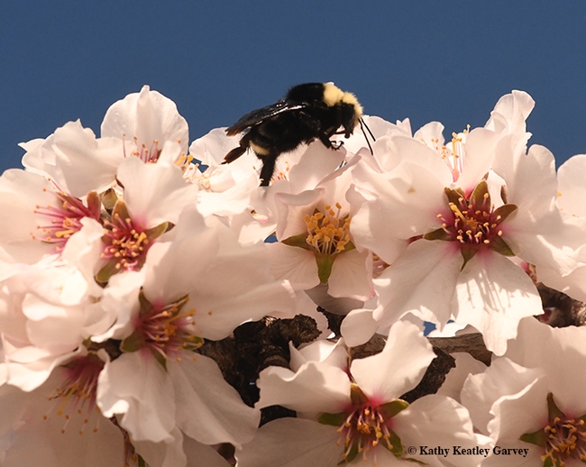 A yellow-faced bumble bees, Bombus vosnesenskii, forages on almond blossoms in Benicia, Calif., on Feb. 2. (Photo by Kathy Keatley Garvey)