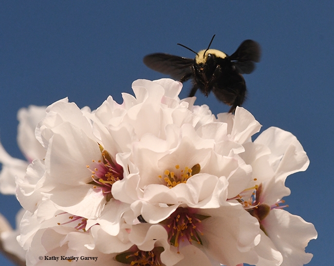 Flight of the bumble bee. This is a yellow-faced bumble bee, Bombus vosnesenskii. (Photo by Kathy Keatley Garvey)