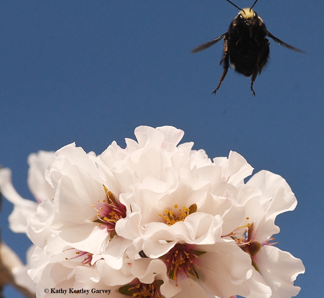 Coming right at you! Bombus vosnesenskii departs one blossom to find another. (Photo by Kathy Keatley Garvey)