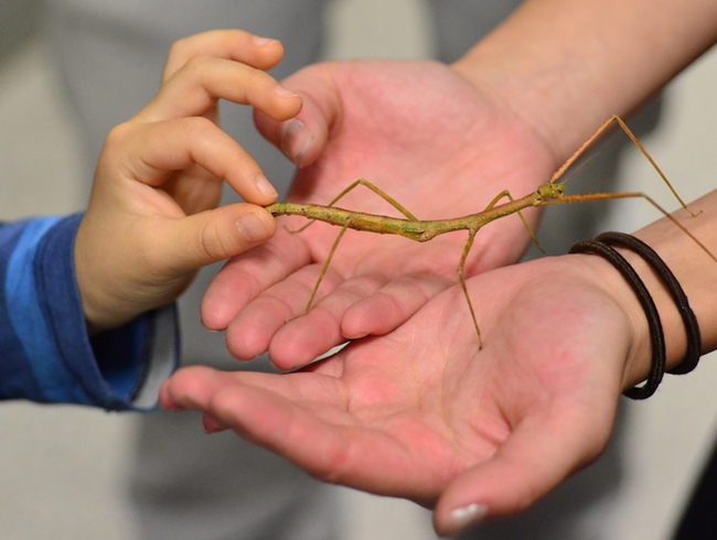 A Bohart Museum visitor gently touches a stick insect. (Photo by Kathy Keatley Garvey)