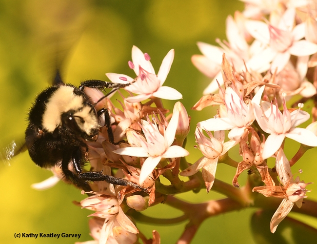 Not a moment to spare! This yellow-faced bumble bee nectaring on jade blossoms in Benicia is taking advantage of the warm weather and early blooms. (Photo by Kathy Keatley Garvey)