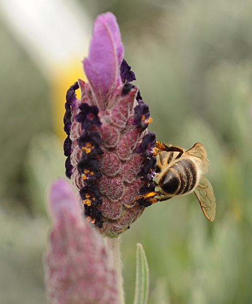 HONEY BEE working a lavender plant at the Mostly Natives Nursery, Tomales. (Photo by Kathy Keatley Garvey)