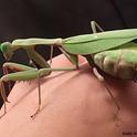 This praying mantis, nicknamed 