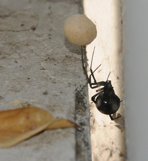BLACK WIDOW SPIDER touches her gumdrop-sized egg sac, suspended from her web in a UC Davis parking garage. (Photo by Kathy Keatley Garvey)